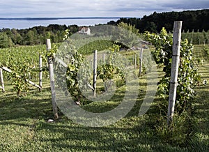 Grape Vines in Michigan