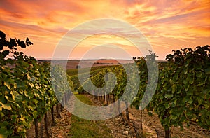 Grape vines in Moravia at sunset