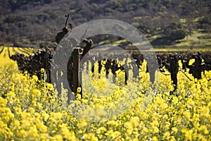 Grape Vines and Mustard Flowers, Napa Valley