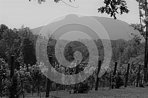 Grape vines of pilot mountain