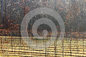 Grape vines of pilot mountain