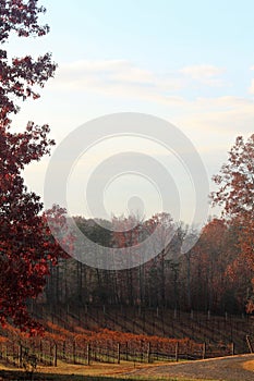 Grape vines of pilot mountain