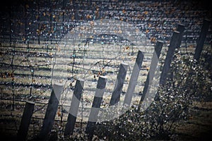Grape vines of pilot mountain
