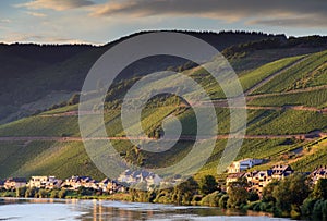 Grape vines at the river Moselle