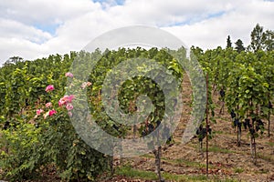 Grape vines by rows with clusters of ripe black blue grape berries