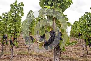 Grape vines by rows with clusters of ripe black blue grape berries. .The St. Clara Vineyard