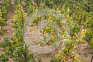 Grape vines by rows with clusters of ripe yellow white grape berries