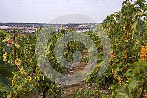 Grape vines by rows with clusters of ripe yellow white grape berries - Vineyard of The St. Clara