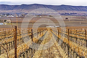 Grape Vines Rows Winter Vineyards Red Mountain Benton City Washington