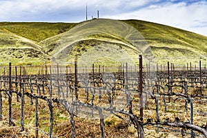 Grape Vines Rows Winter Vineyards Red Mountain Benton City Washington