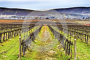 Grape Vines Rows Winter Vineyards Red Mountain Benton City Washington