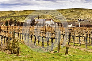 Grape Vines Rows Winter Vineyards Red Mountain Benton City Washington