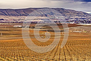 Grape Vines Rows Winter Vineyards Red Mountain Benton City Washington