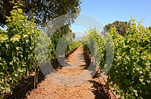 Grape vines, Santa Barbara County