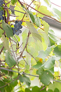 Grape vines with several clusters of ripe, red, wine grapes