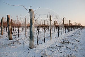 Un grano de vino vinedos en la nieve 