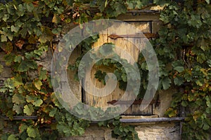 Grape vines on a stone wall