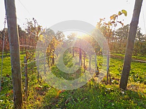 grape vines at the summer time