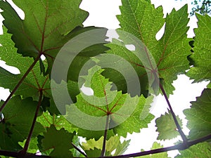 Grape vines and sunshine