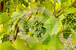 Grape Vines. Surrey, England