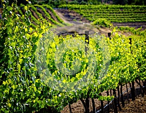 Grape Vines, Temecula, California