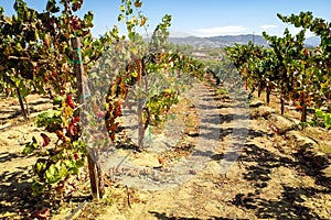 Grape Vines, Temecula Wine Country