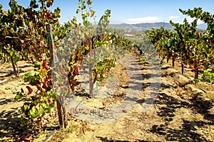 Ein korn wein weinberge wein Länder 