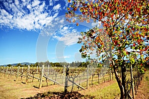 Grape vines in a vineyard