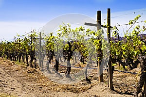 Grape Vines, Vineyard, Baja, Mexico photo