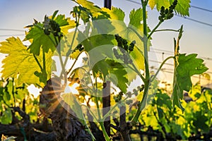 Grape vines at a vineyard in the spring in Napa Valley, California, USA