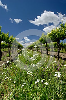 Grape Vines and White Flowers