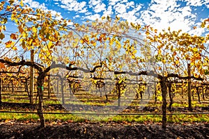 Grape vines with yellow leafs in autumn.