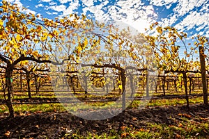 Grape vines with yellow leafs in autumn. photo
