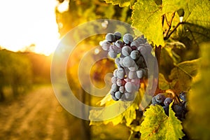 Grape in the vineyard.