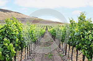 Grape Vineyard