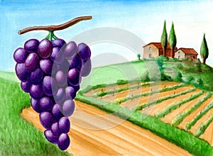 Grape and vineyard