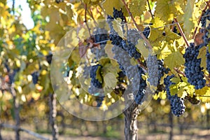 Grape Vineyard in Autumn