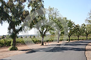 Grape vineyard driveway