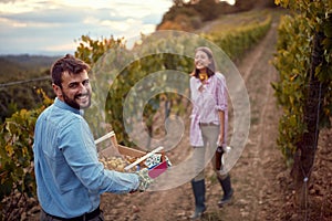 Grape Vineyard fields. Young man harvesting grapes on autumn vineyard