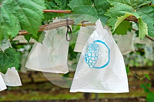 Grape Vineyard in garden.