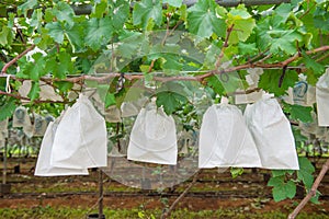 Grape Vineyard in garden.