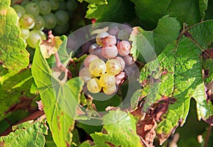 Grape, vineyard of the hillsides of Chablis