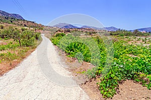 Grape vineyard in the landscape of Crete