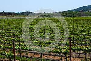 Grape Vineyard Northern California