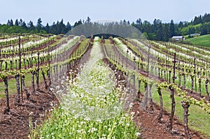Grape vineyard in Oregon State with white blossoms in rows and blue sky