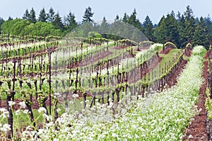 Grape vineyard in Oregon State with white blossoms in rows