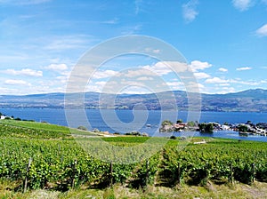 Grape vineyard overlooking Okanagan Lake in West Kelowna, Okanagan Valley British Columbia, Canada