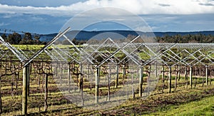 Grape vineyard plantation on trellis work