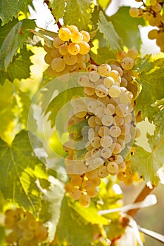 Grape in vineyard (riesling)