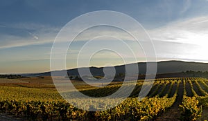 Grape vineyard at the sunset